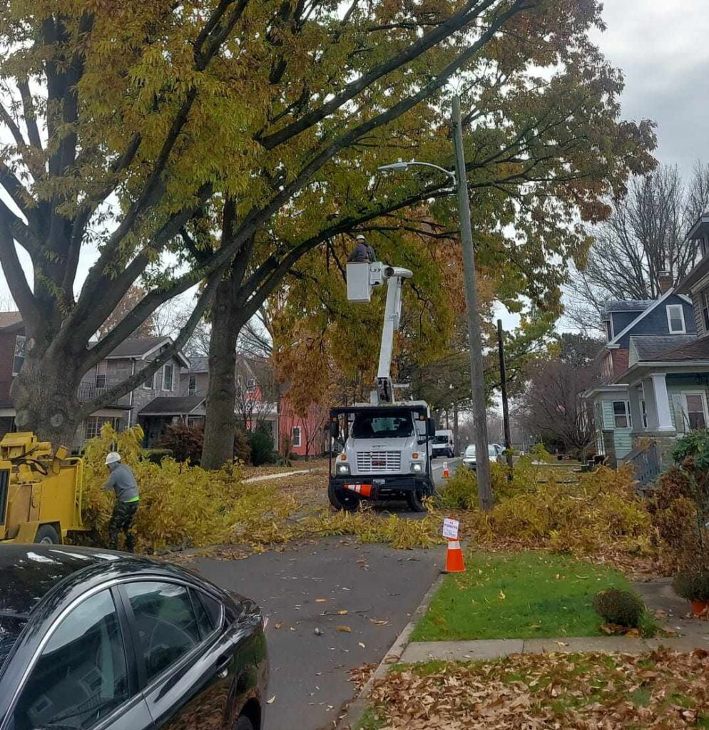 affordable tree service in Baltimore